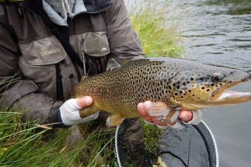 Brown Trout Fishing