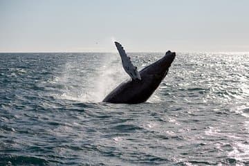 Explore two unforgettable Icelandic experiences in one! ✨ See whales up close and hunt the aurora borealis under a sparkling Arctic sky.