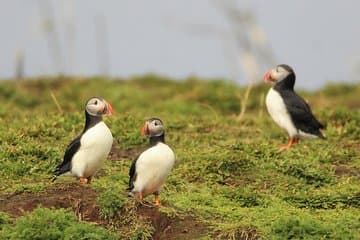 Puffins by the puffin islands
