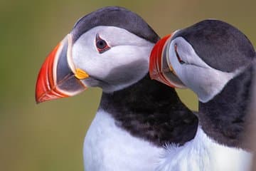 Puffins in the South Coast