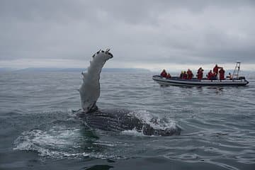 A humpback sending a friendly wave