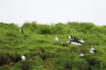 Busy times at the puffin islands