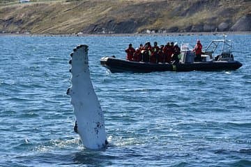 A humpback whale showing off its pectoral in.