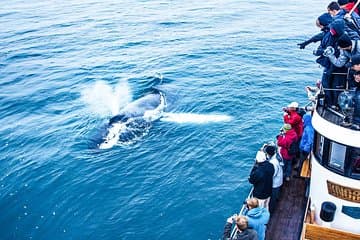 Whale Watching