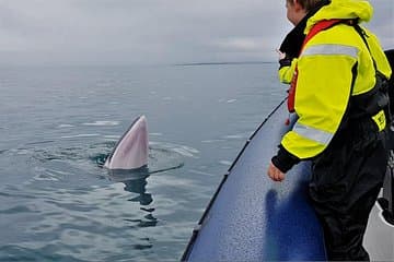 A curious minke whale approaches the boat