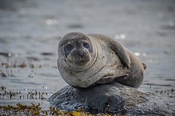 A Seal
