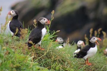 Five Puffins on the Islands