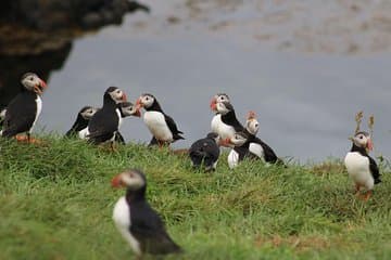 Many Puffins on the island