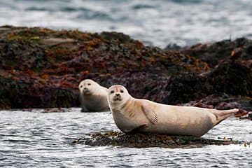 Ytri-Tunga Seal Colony