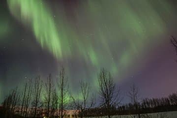 NorthernLights in a forest