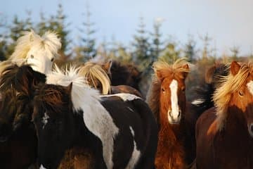 Meet the famous Icelandic horse!