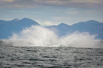 A breaching humpback in Faxa bay