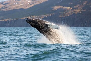 Humpback whale breaching