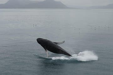 Grace and power collide as a humpback leaps from the North Atlantic — feel the splash, the awe, the pure Icelandic adventure!