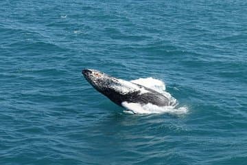 Mid-air magic! Witness the thrill of a breaching whale against Iceland’s deep blue waters — an unforgettable sight in Faxaflói Bay.