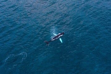 Humpback whale