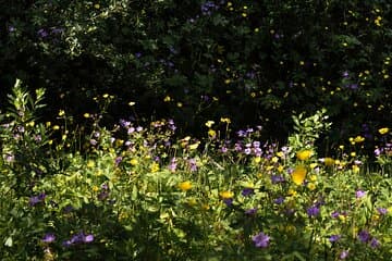 Flowers in Thórsmörk
