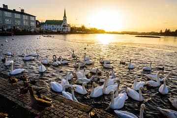 Immerse yourself in our lovely little City together with Your Friend in Reykjavik