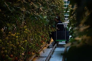 Friðheimar, a tomato farm where you will have a delicious lunch (lunch not included)