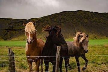 Horses from a farm near our stop, sometimes they'll come up close where you are able to pet them!
(Please refrain from giving the horses anything to eat)