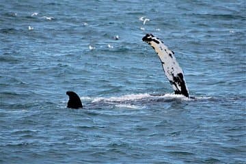 See a humpback whale raise its fin as seabirds circle — a powerful display of Iceland’s ocean life.