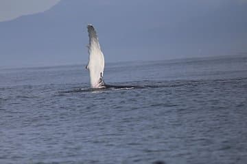 Watch a humpback whale raise its fin above the calm ocean — an unforgettable Icelandic moment.