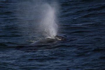 Catch the powerful spray of a whale’s blow as it surfaces in the deep blue waters near Reykjavík.