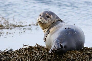 A Seal at Ytri Tunga