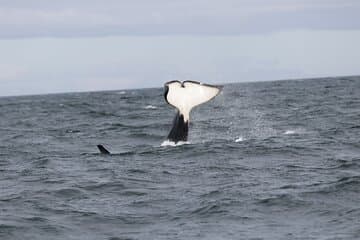 Spot a whale’s distinctive tail fluke as it dives beneath the waves — a classic sight on your Reykjavík Whale Watching adventure.