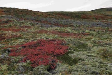 Colourful berries and moss