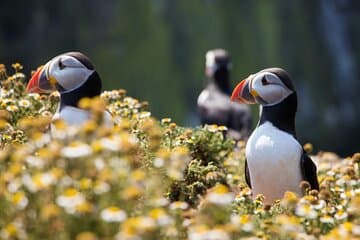 Watch the puffins up close with Your Friend in Reykjavik