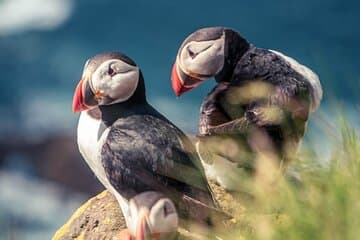 Puffins are a very protected species and only visit us from May until August!