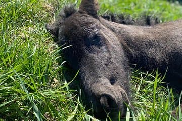 Sleeping foal