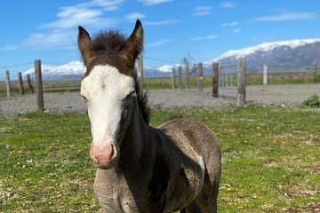 Special color foal