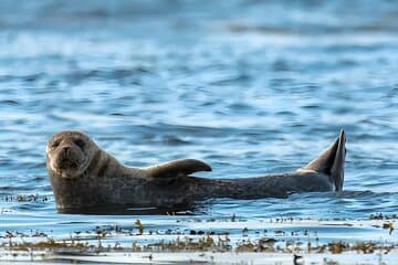 Visit Ytri Tunga, a golden-sand beach known for its colony of friendly seals