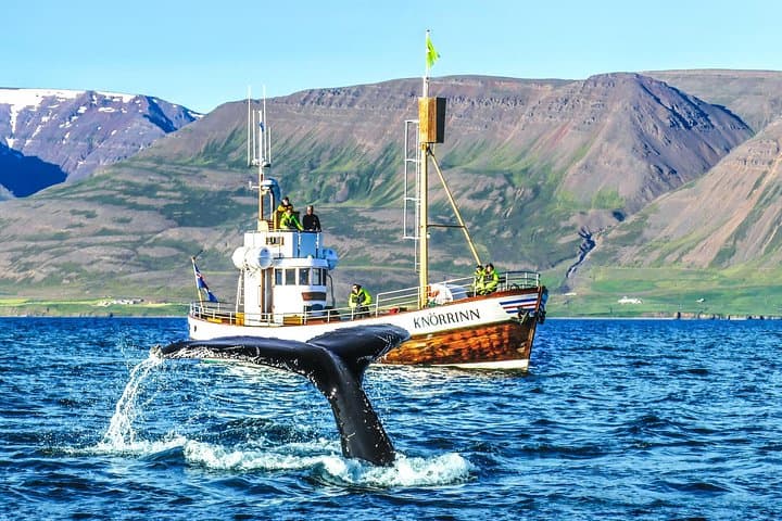 Whale Watching on board a Traditional Oak Boat from Árskógssandur
