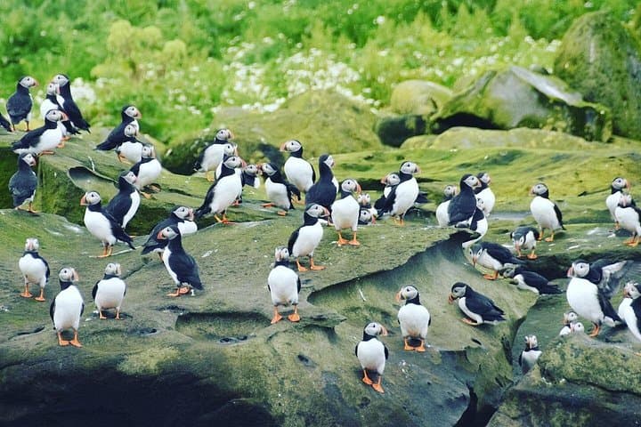 Puffin Tour by RIB Speedboat — Express Tour from Reykjavík
