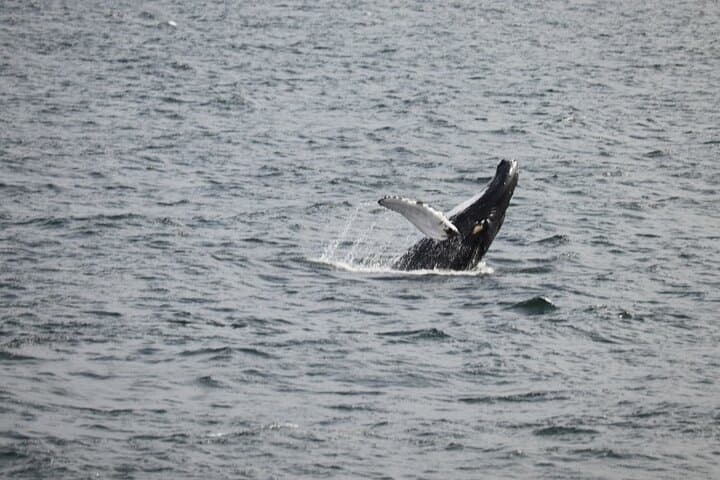 2 Hours Whale Watching Express Adventure