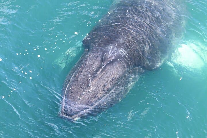 Whale Watching from Downtown Akureyri