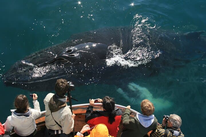Classic Whale Watching from Dalvík Near Akureyri north Iceland