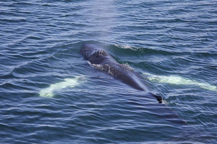 Whale Watching Adventure in Akureyri