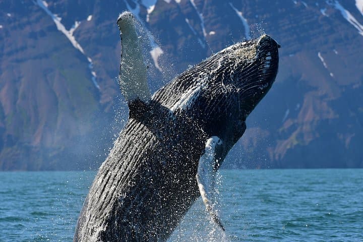 Akureyri: Whale Watching & Goðafoss Waterfall Small-Group Tour