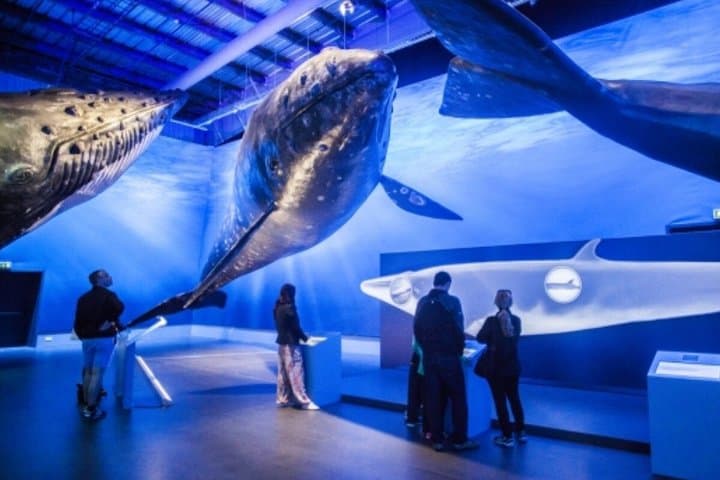 Whales of Iceland: An Ocean Giants Experience